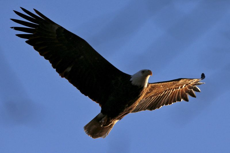 Bald Eagle