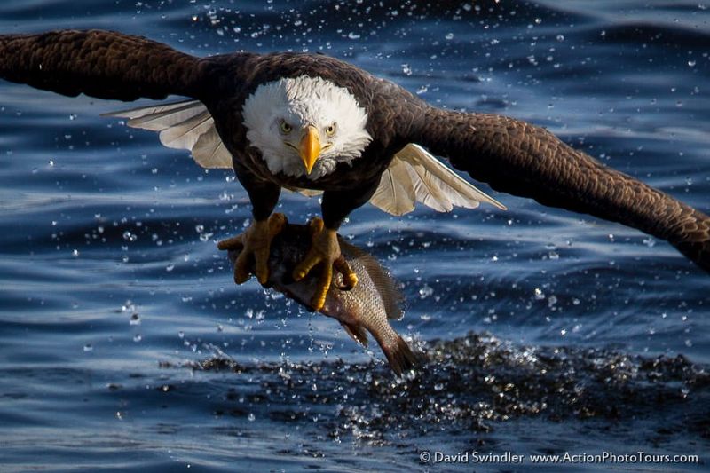 Bald Eagle