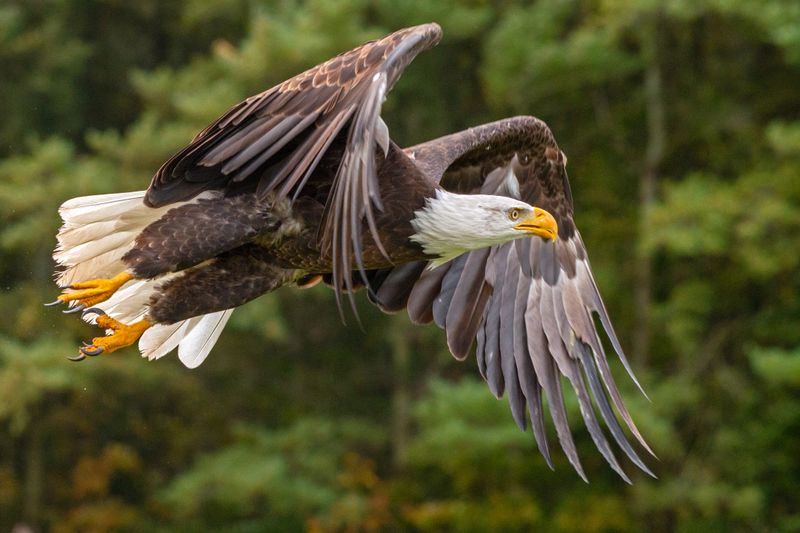 Bald Eagle