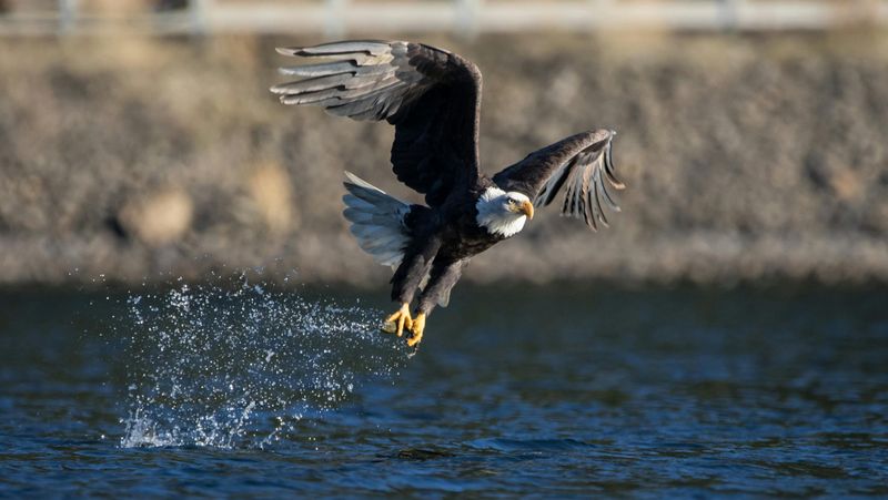Bald Eagle