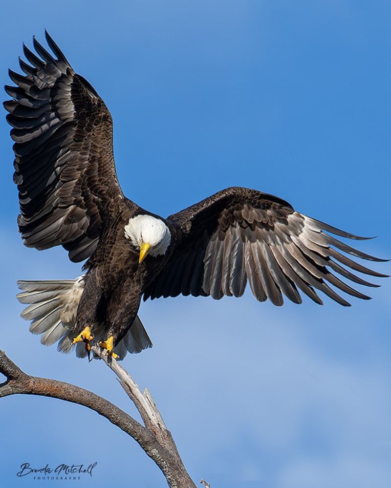 Bald Eagle