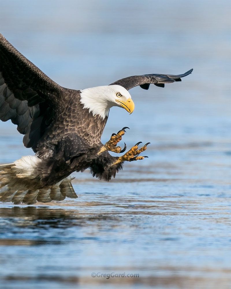 Bald Eagle