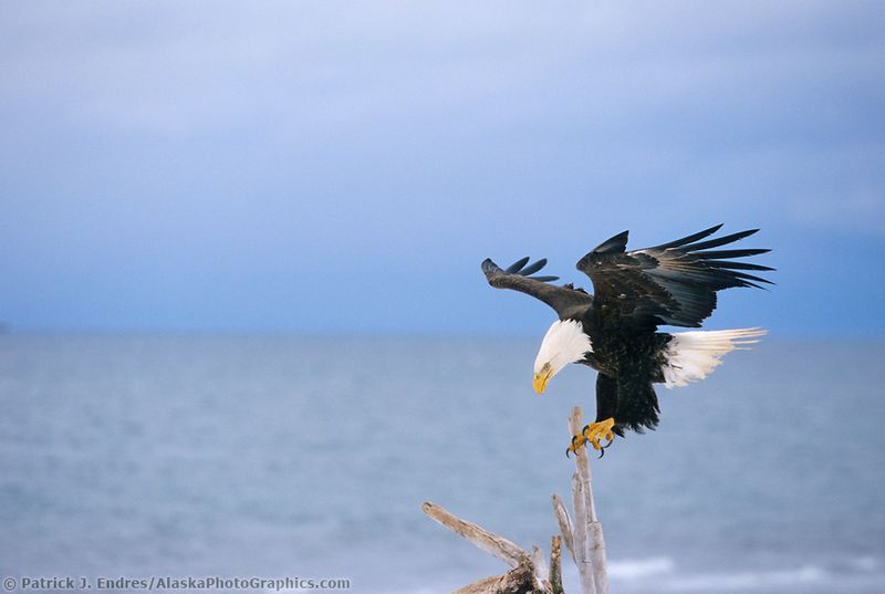 Bald Eagle
