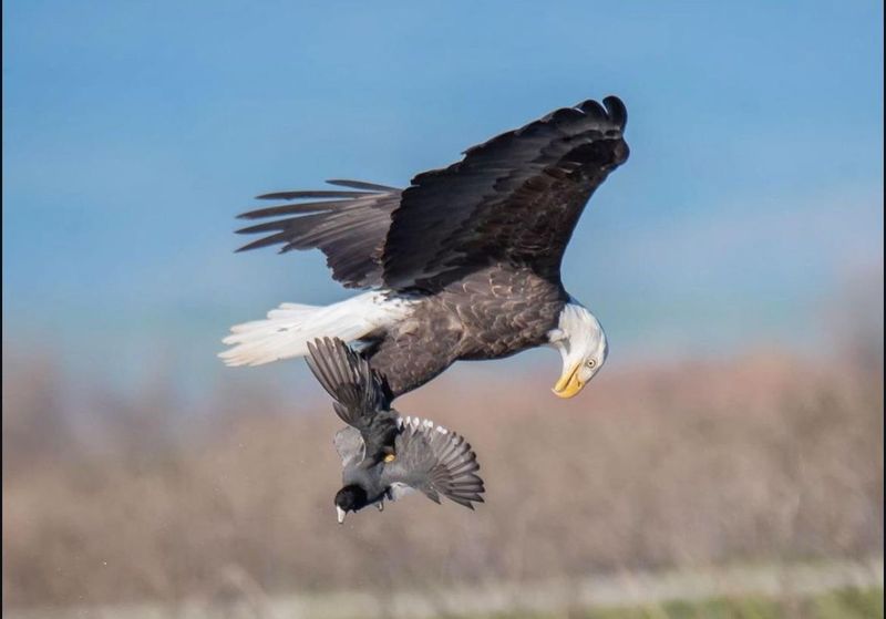 Bald Eagle