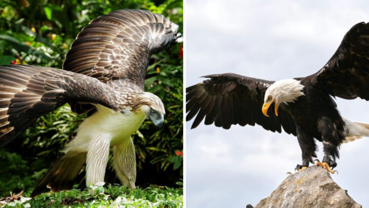 Bald Eagle vs Philippine Eagle: 12 Fierce Facts That Reveal the Stronger Bird