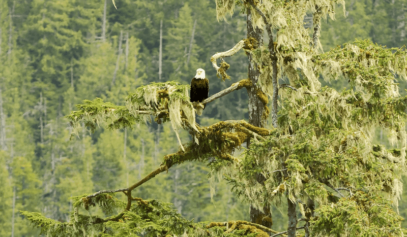 Bald Eagle