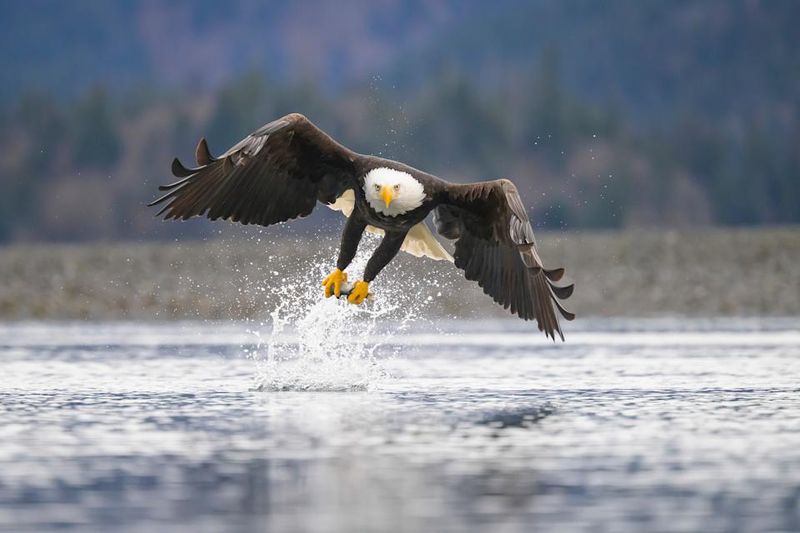 Bald Eagles