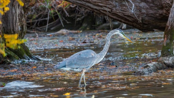 Bald Eagles, Beavers, and Snapping Turtles? The Hudson River’s Wild Return Will Surprise You