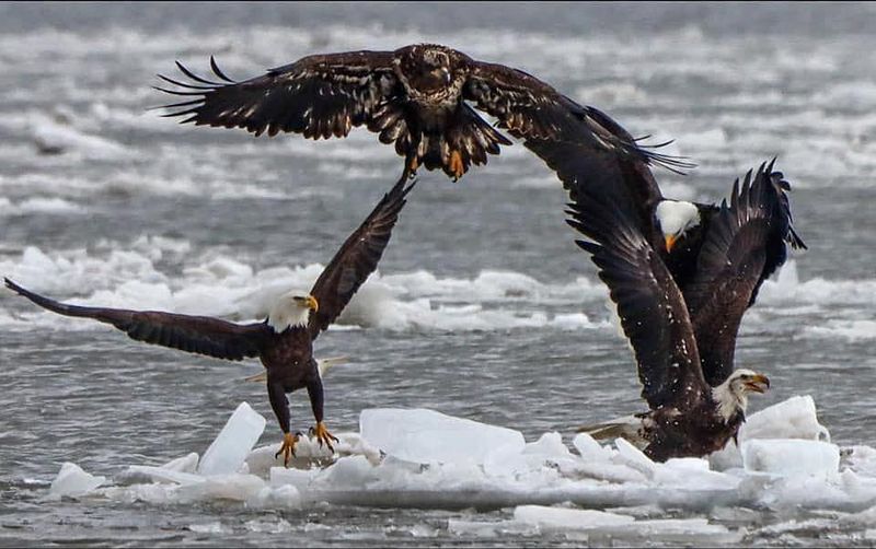 Bald Eagles