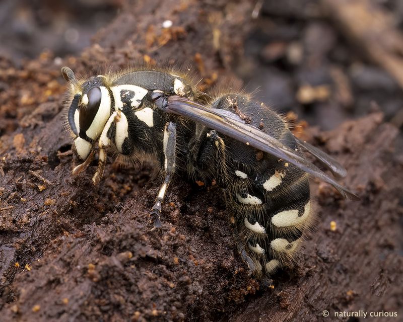 Bald-Faced Hornet