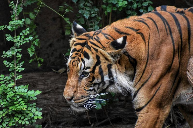Bali Tiger