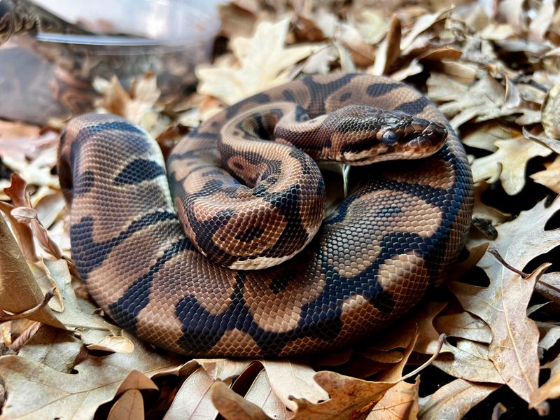 Ball Python