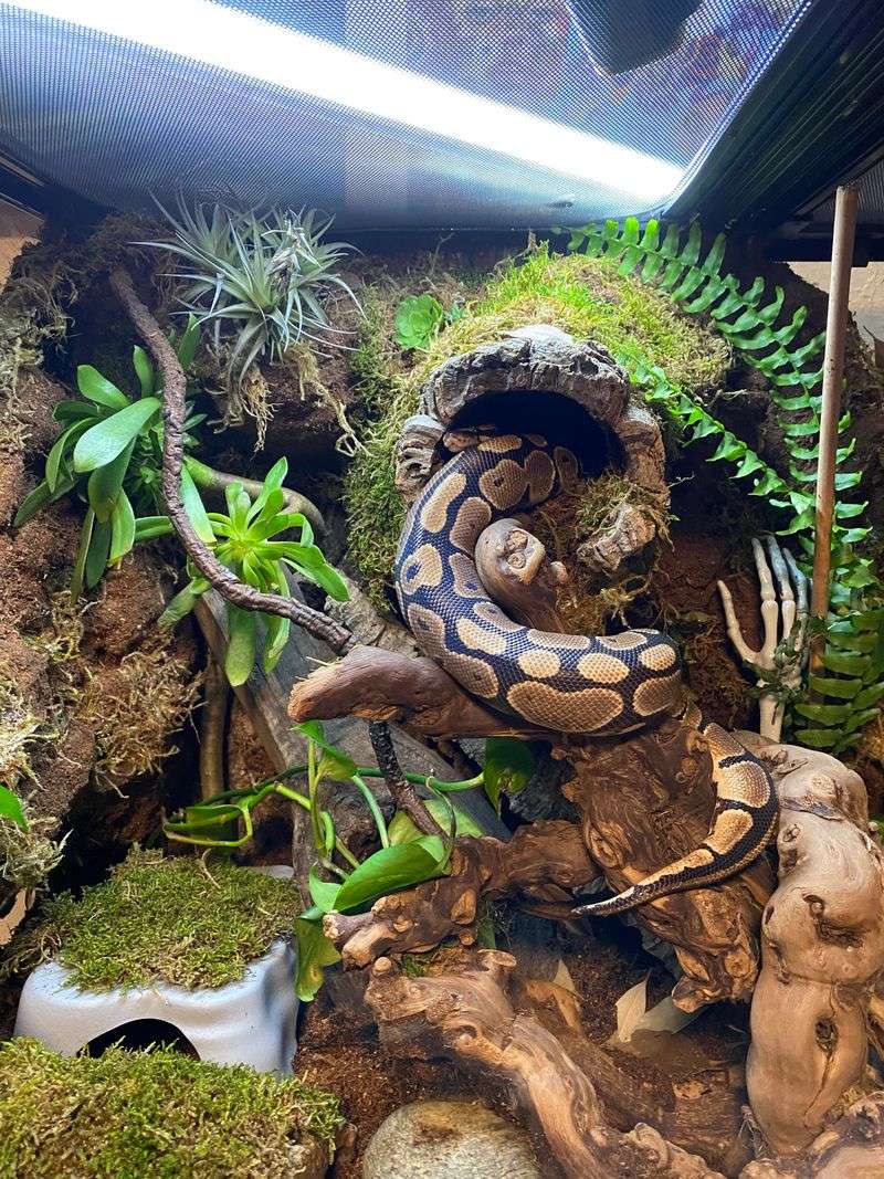 Ball Python