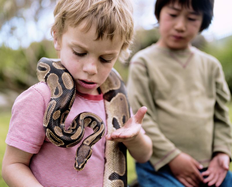 Ball Python