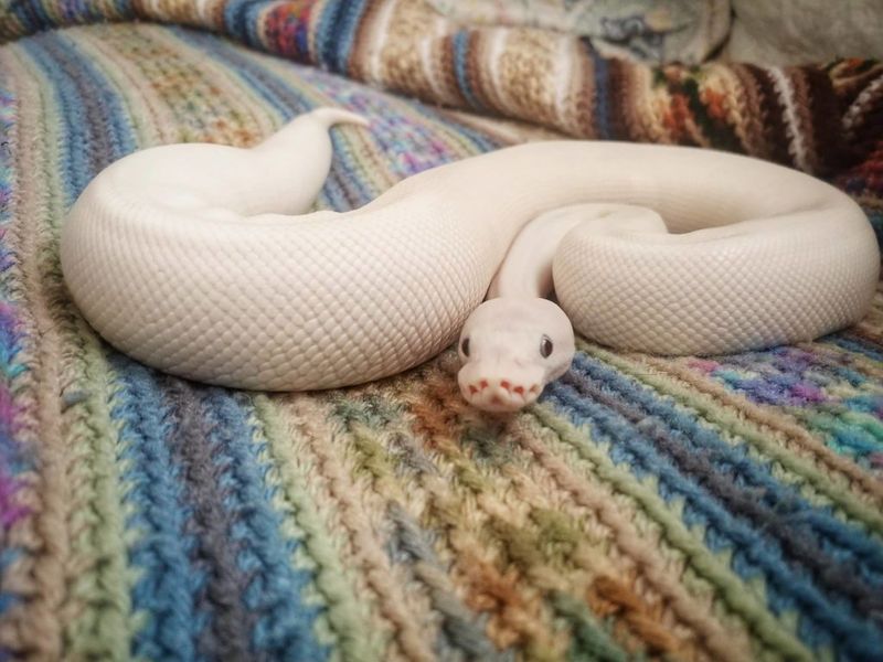 Ball Python
