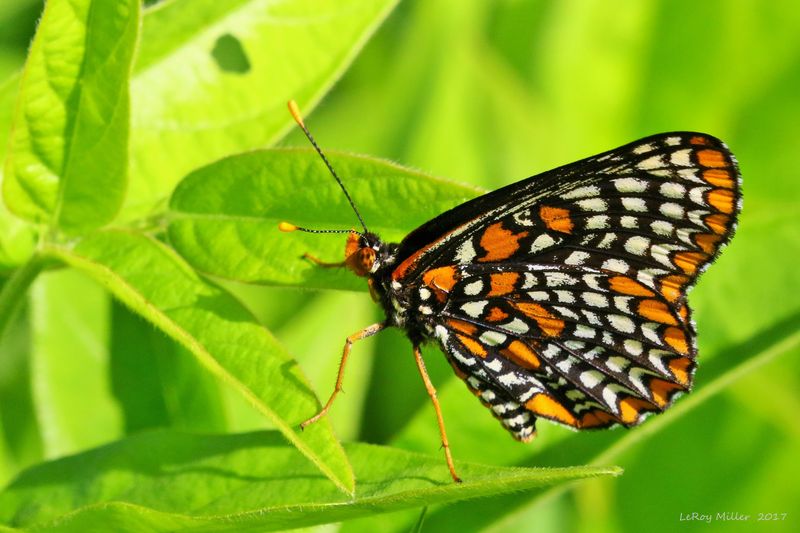 Baltimore Checkerspot
