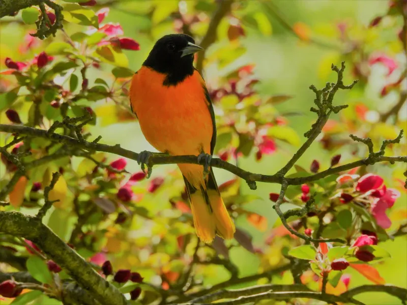 Baltimore Oriole