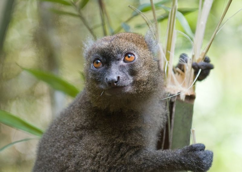 Bamboo Lemur