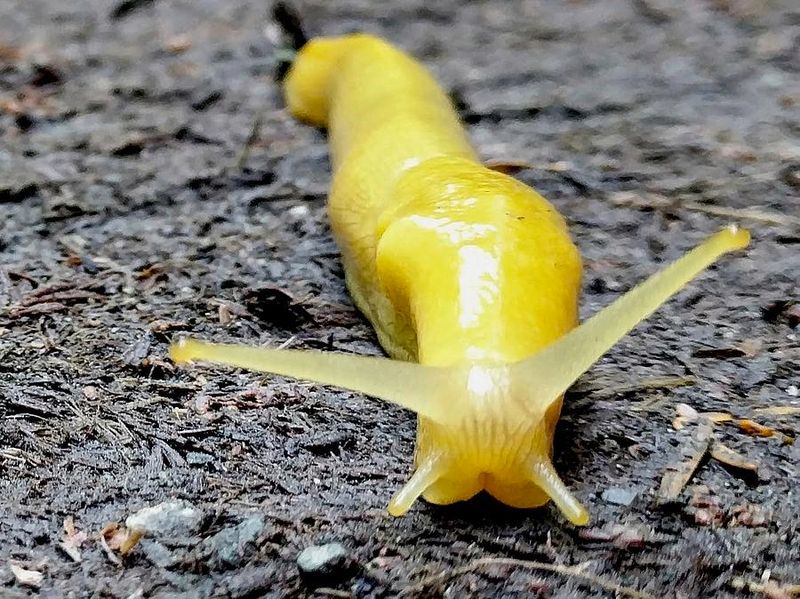 Banana Slug