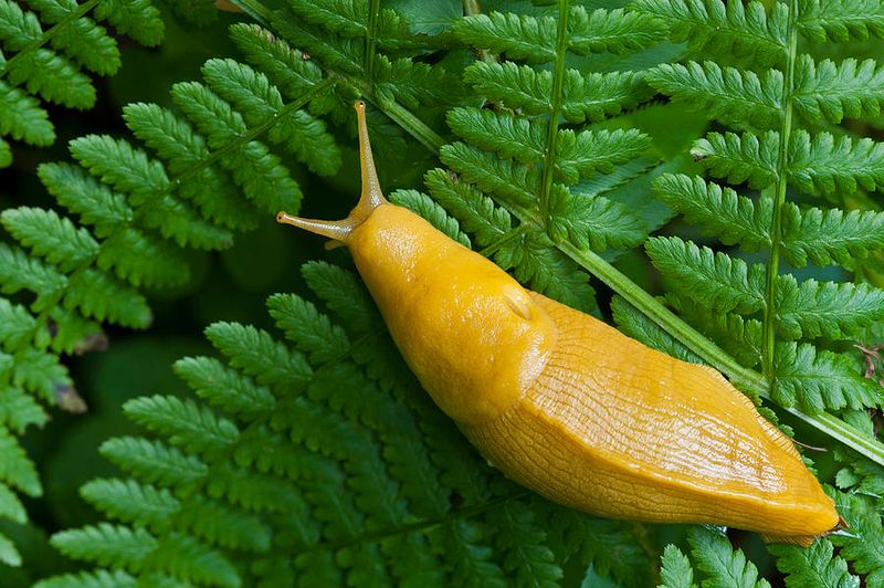 Banana Slug