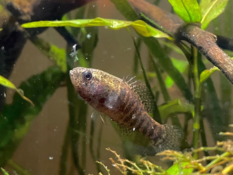Banded Pygmy Sunfish