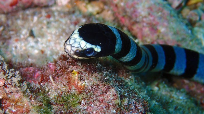 Banded Sea Krait