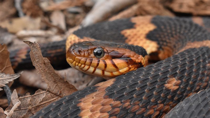 Banded Water Snake