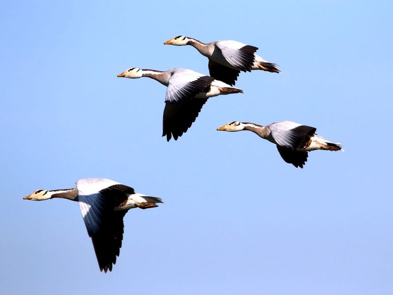 Bar-headed Goose