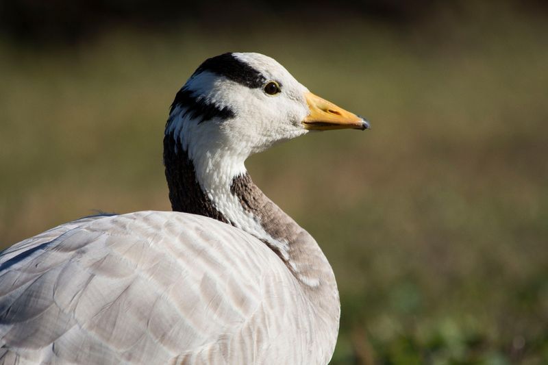Bar-headed Goose