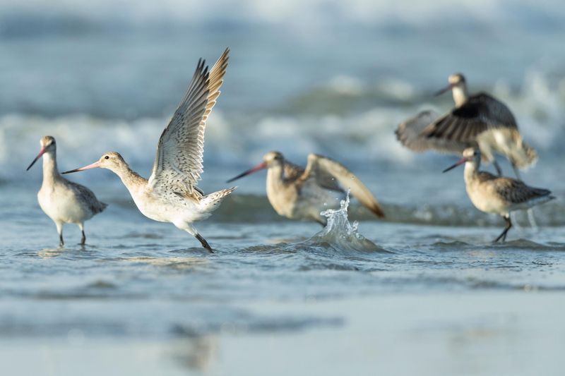 Bar-tailed Godwit