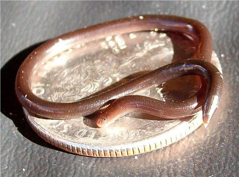 Barbados Threadsnake
