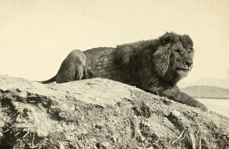 Barbary Lion