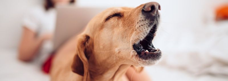 Barking Alerts
