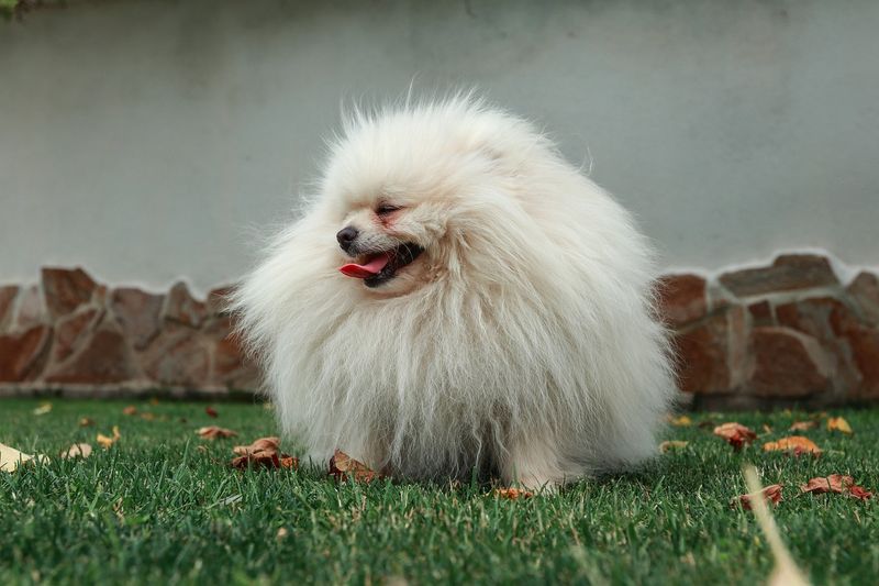 Barking Tendencies