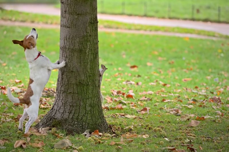 Barking Up the Wrong Tree