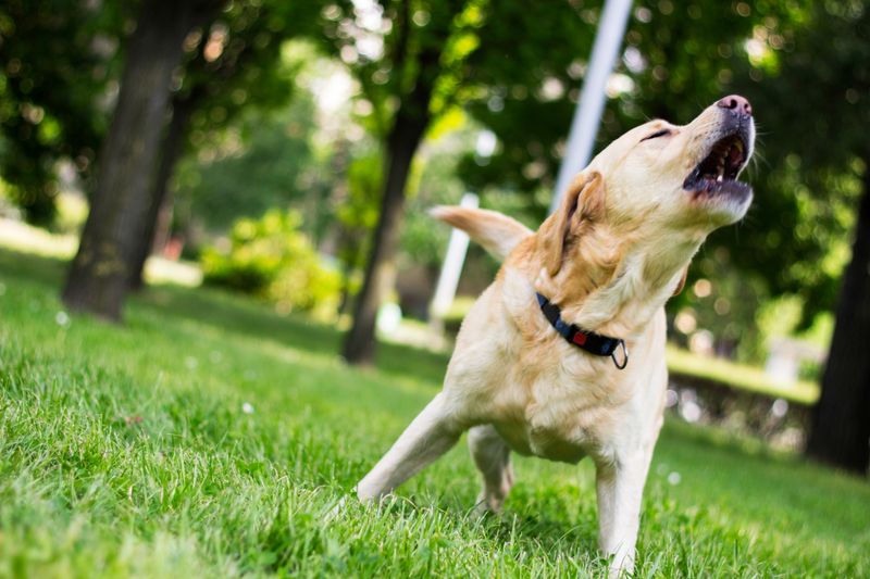 Barking at Nothing