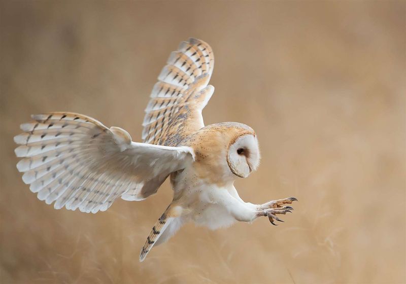 Barn Owl