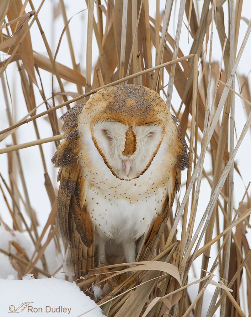 Barn Owl's Feather Camouflage