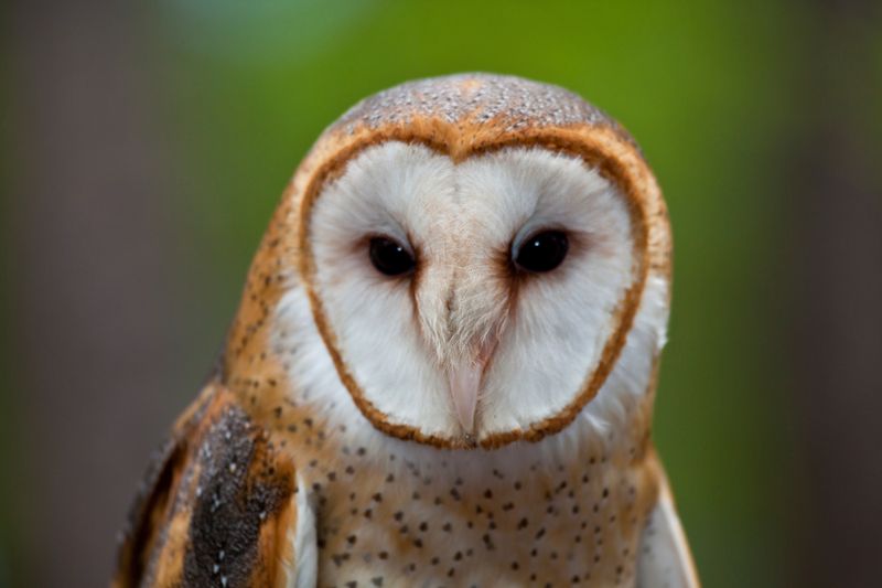 Barn Owl