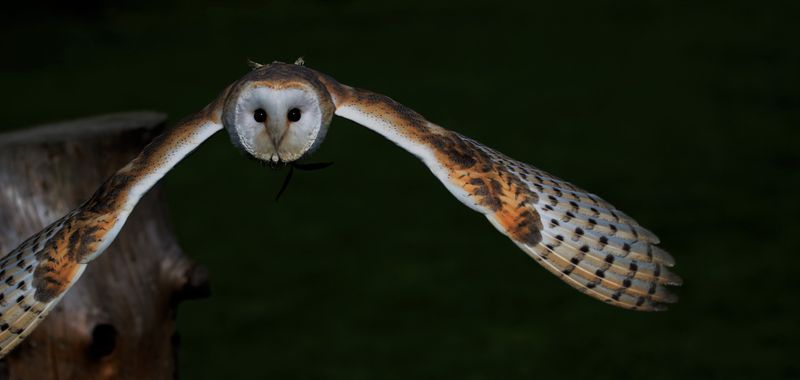 Barn Owl