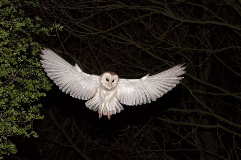 Barn Owl