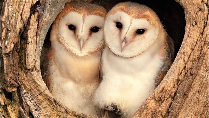 Barn Owl