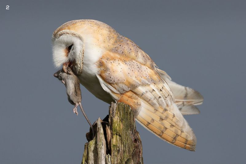 Barn Owl