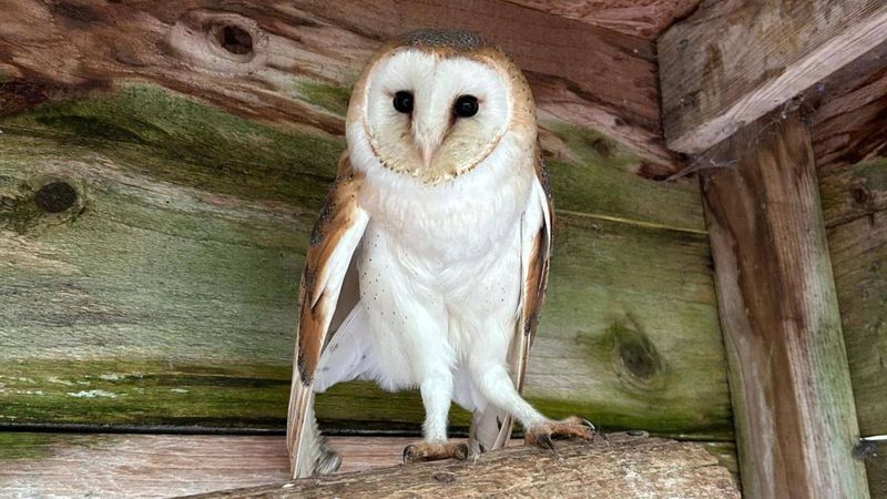 Barn Owl
