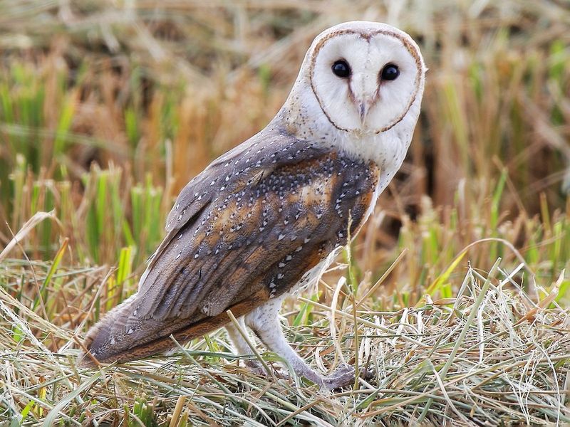 Barn Owl