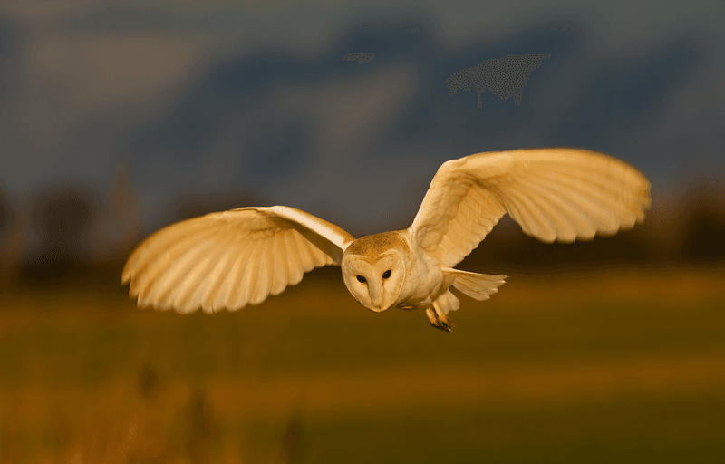 Barn Owl