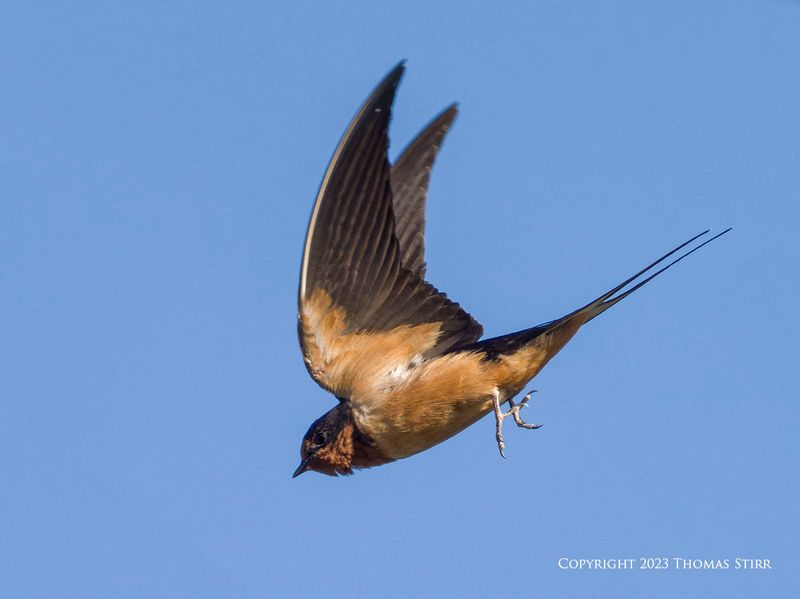 Barn Swallow