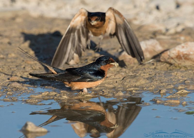 Barn Swallow