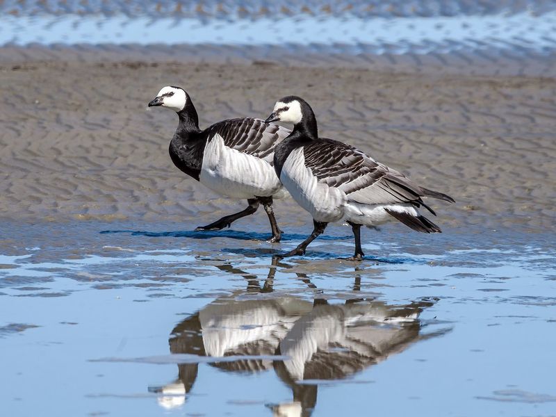 Barnacle Goose
