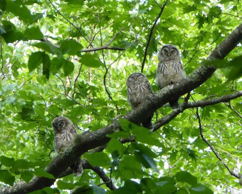 Barred Owl